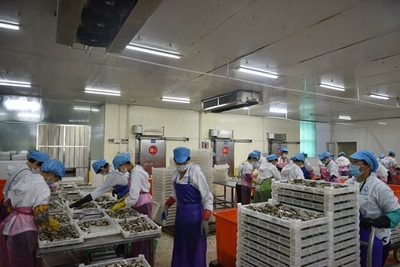 福建诏安:小牡蛎撬动产值6.5亿大产业