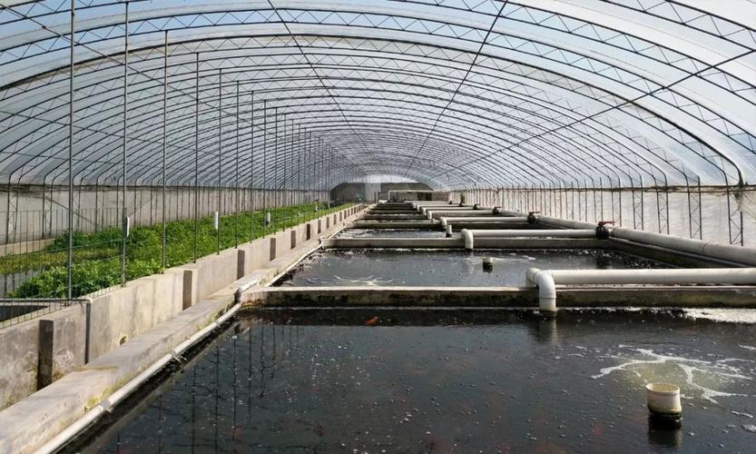 京城老渔(北京)农业科技园区自主研发的工厂化循环水养殖技术突破了