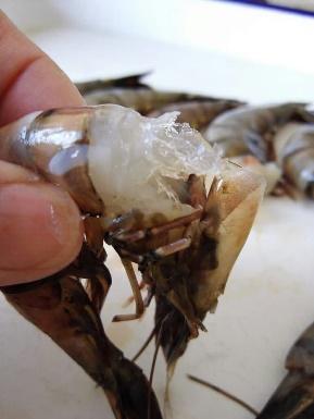 国家水产品加工技术研发中心广州研究出了注胶虾鉴定技术